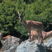 ZOO KOŠICE: Kozy bezoárové krétske a antilopa jeleňovitá