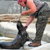 ZOO KOŠICE: Komentované kŕmenie tuleňov