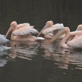 ZOO KOŠICE: Pelikán kučeravý a pelikány ružové