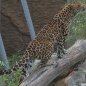 ZOO KOŠICE: Leopard čínsky