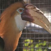 ZOO KOŠICE: Zobákorožec papuánsky