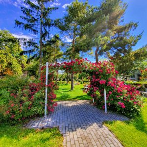 MESTO DUNAJSKÁ STREDA: Rose garden